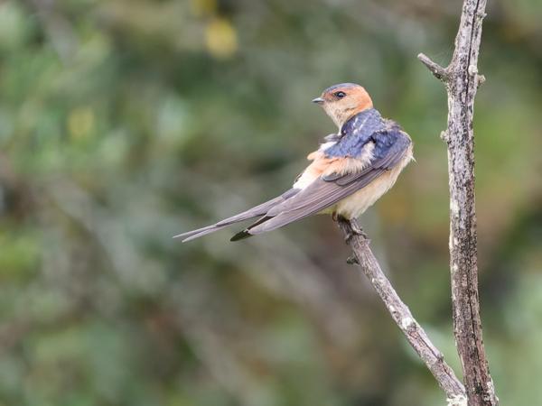 <h3><a href="/trips/extramadura/biota/animalia/chordata/aves/040 passeriformes/075 hirundinidae/cecropis daurica/cecropis daurica-nl.html">Cecropis&nbsp;daurica</a> / Red‑rumped&nbsp;swallow / Roodstuitzwaluw</h3>OM-1 Mark II met OLYMPUS M.150-400mm F4.5, 1/2000 sec  bij F4.5, ISO 8000, afstand 23.9&nbsp;m